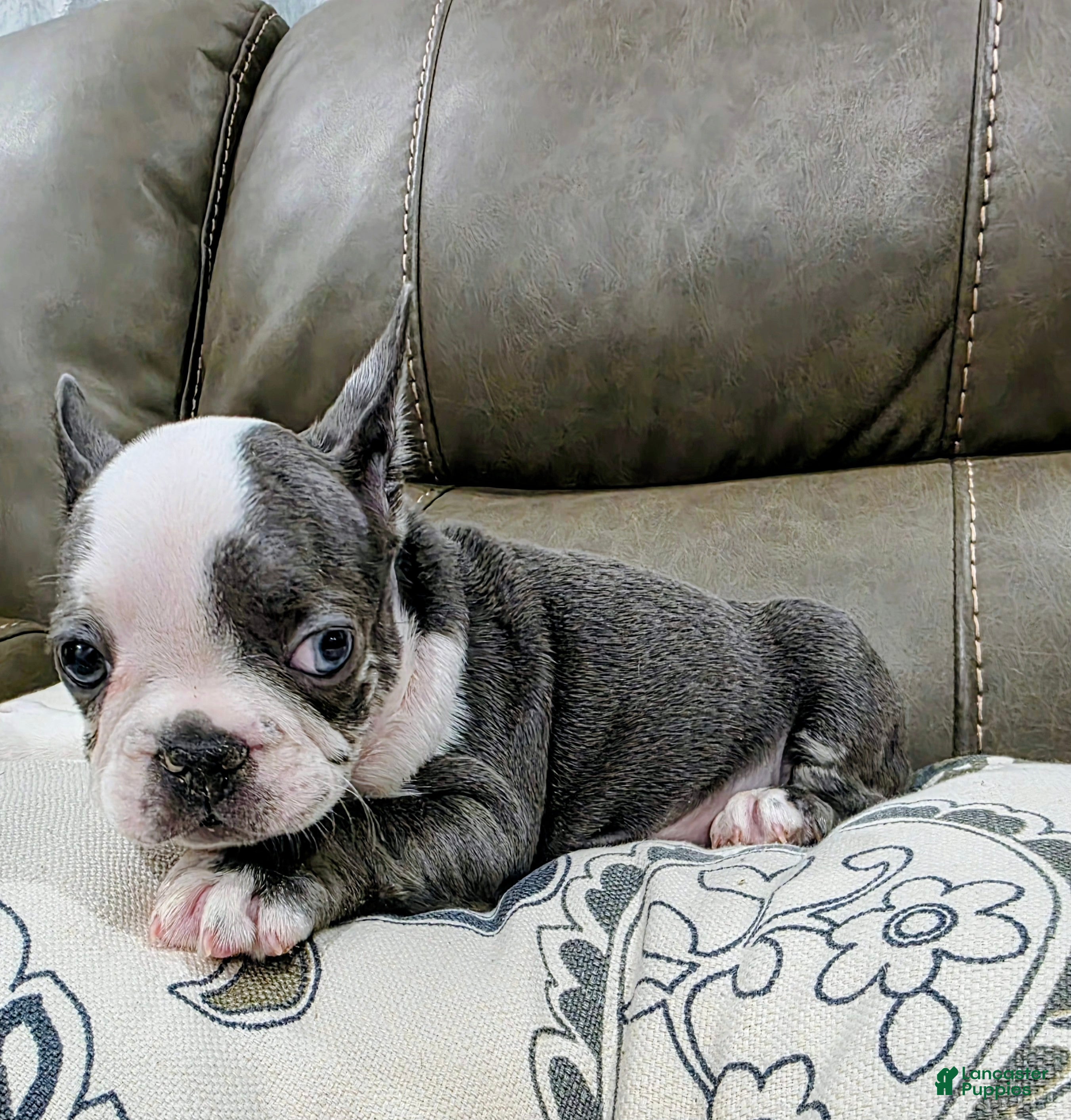 French Bulldog dogs Sultan - Ad 2