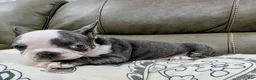 French Bulldog dogs for sale: Sultan - Ad 2