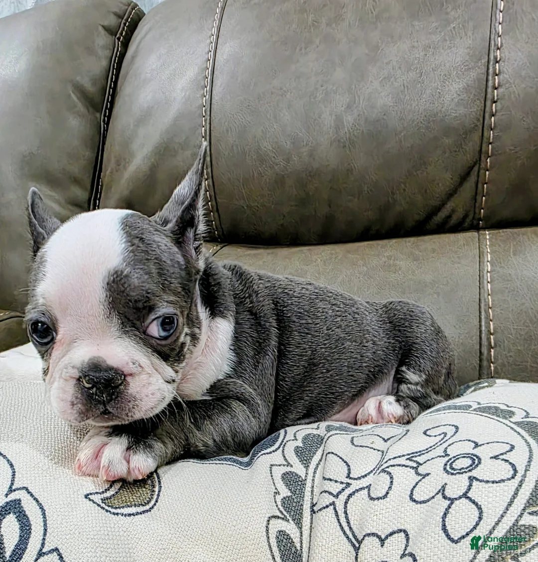 French Bulldog dogs for sale: Sultan - Ad 2