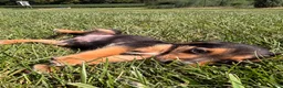 Beagle dogs for sale: Buck - Ad 6