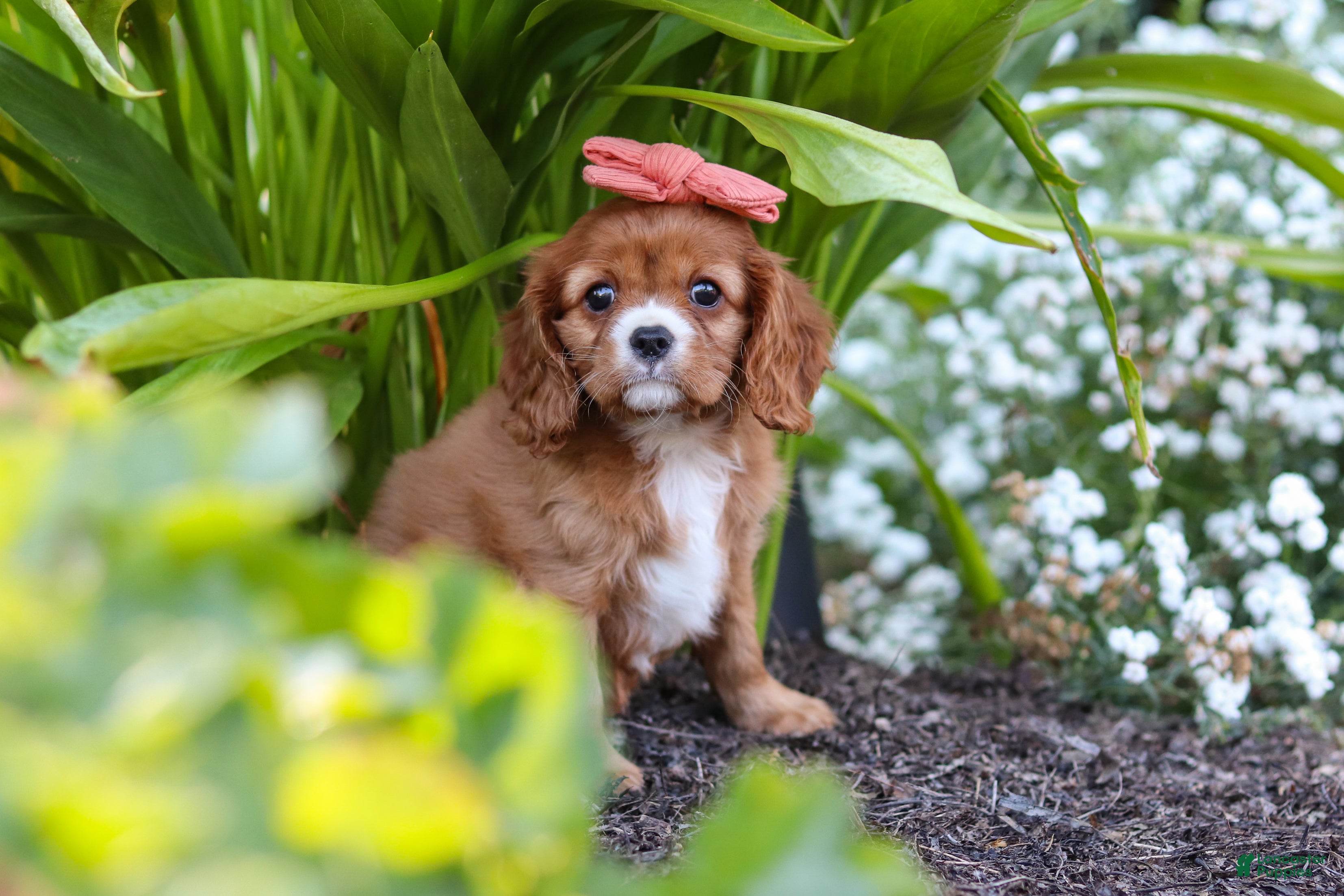 Cavalier King Charles Spaniel dogs Minnie - Ad 2