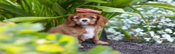 Cavalier King Charles Spaniel dogs for sale: Minnie - Ad 2