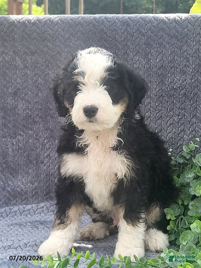 Mixed Breed dogs Jordan - Ad 31