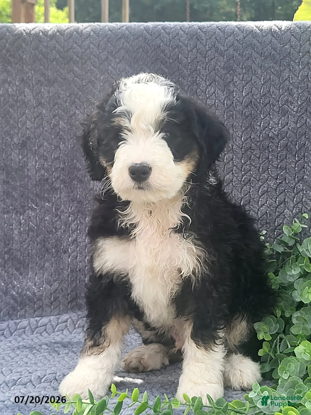 Mixed Breed dogs for sale: Jordan - Ad 1