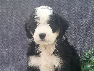 Mixed Breed dogs Jordan - Ad 31