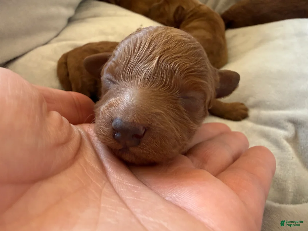 Miniature Poodle dogs for sale: Miniature Poodle 1 - Ad 1