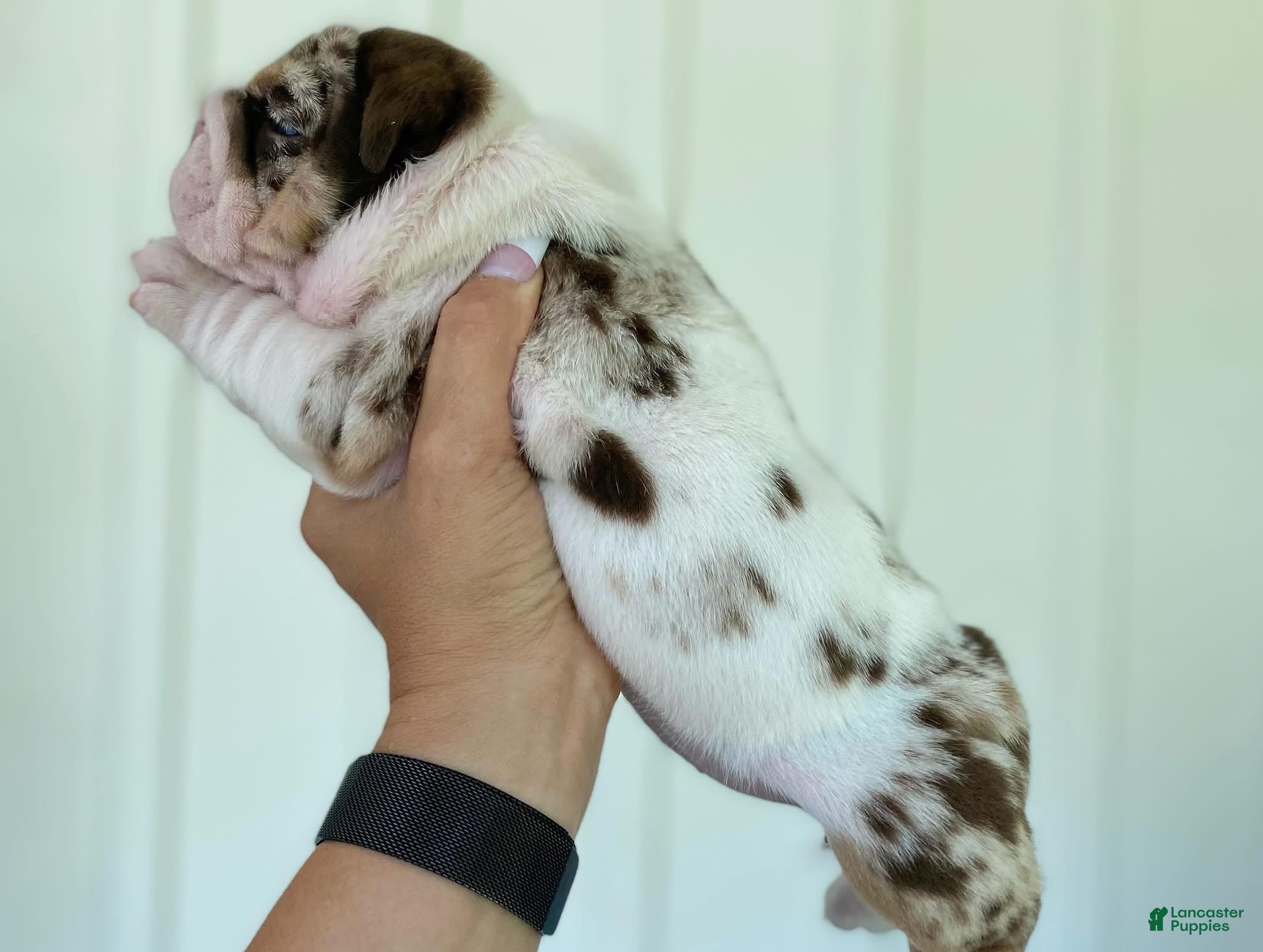 English Bulldog dogs Della - Ad 6