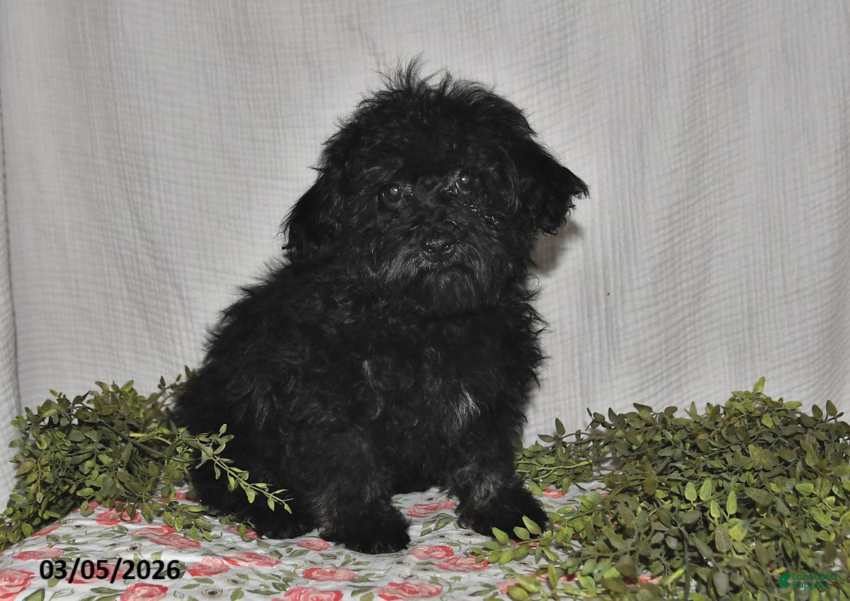 Havapoo dogs Skye - Ad 1