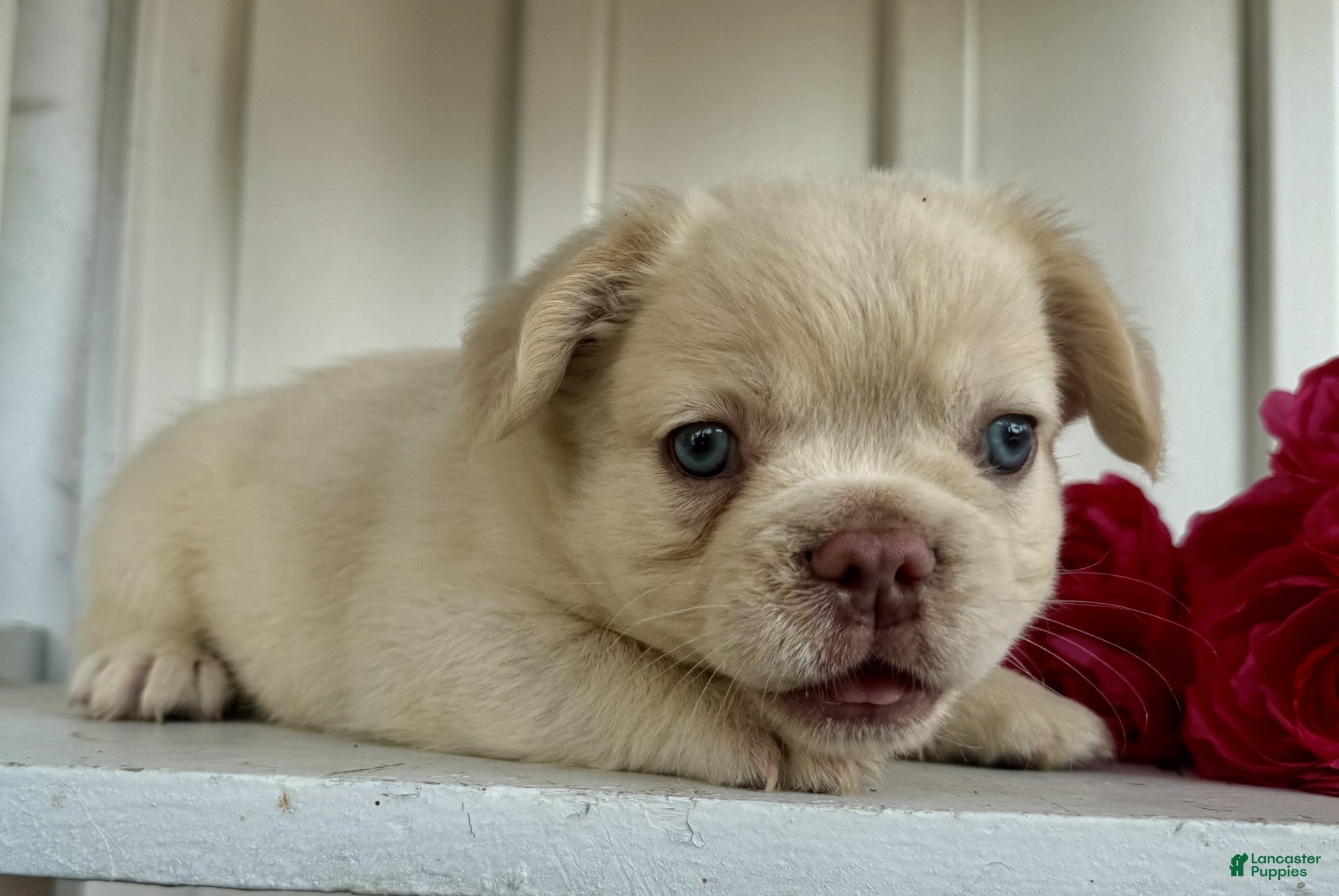 French Bulldog dogs Trevor - Ad 2