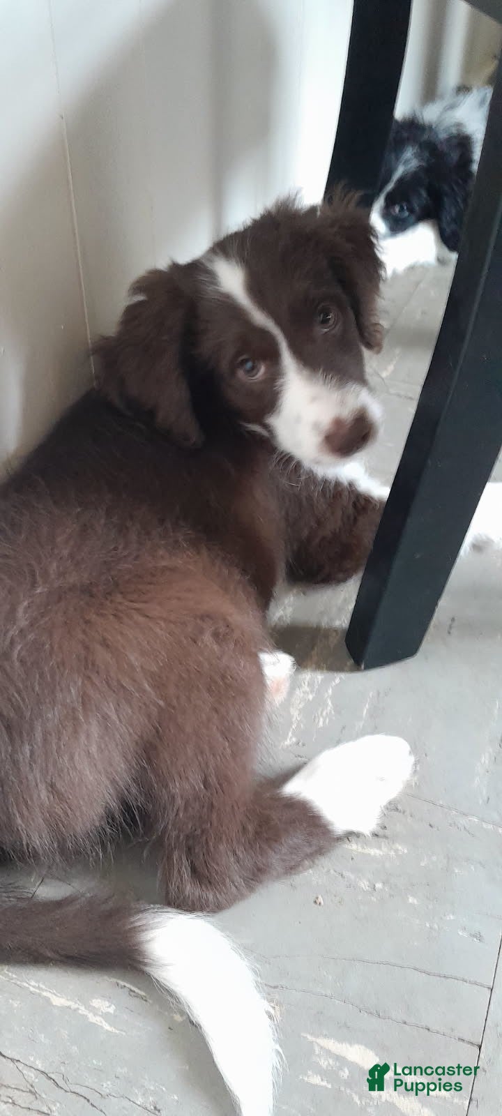 Bordoodle dogs Bordoodle Puppy 6 - Ad 1