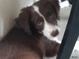 Bordoodle dogs Bordoodle Puppy 6 - Ad 1