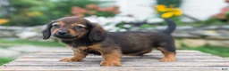 Miniature Dachshund dogs for sale: Gus - Ad 13