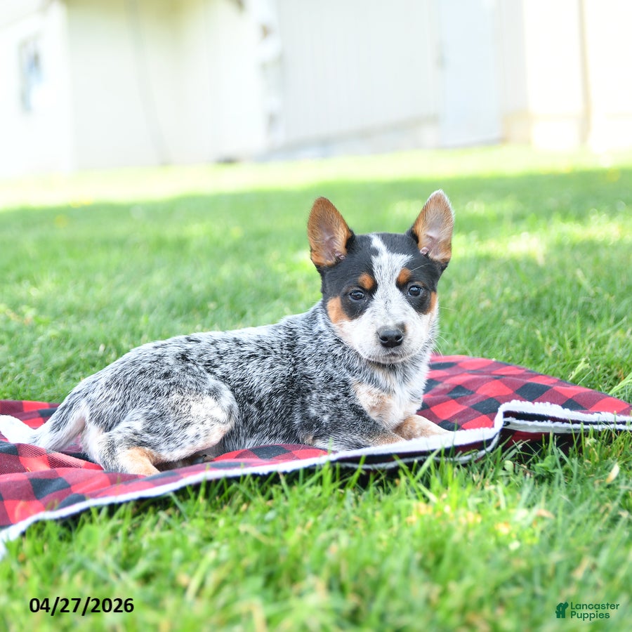 Australian Cattle Dog dogs Reeses - Ad 2