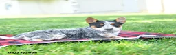 Australian Cattle Dog dogs for sale: Reeses - Ad 2
