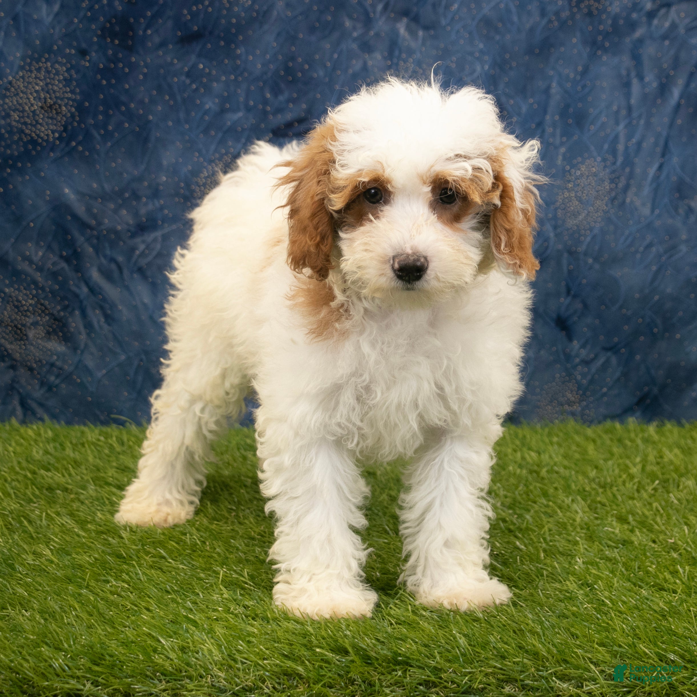 Miniature Poodle dogs Sally - Ad 1