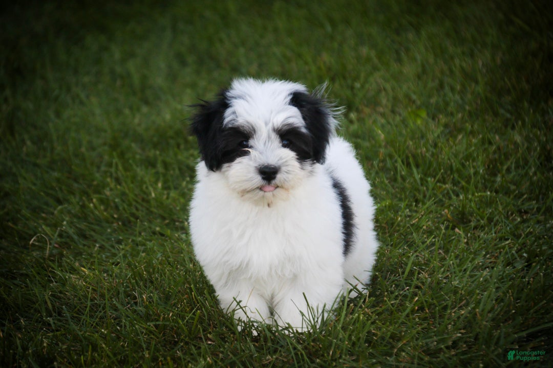 Havanese dogs Libby Havanese  - Ad 1
