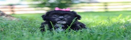 Shih Tzu dogs for sale: Brie - Ad 5