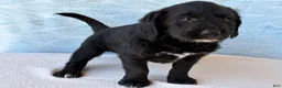Labradoodle dogs for sale: Labradoodle 3 - Ad 5