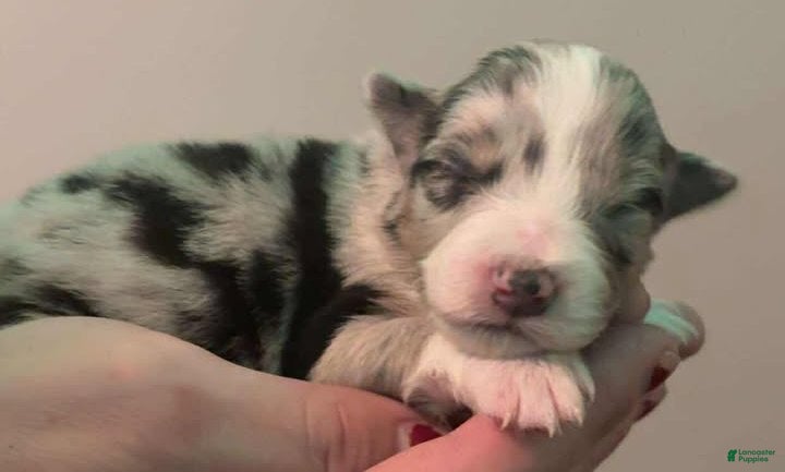 Australian Shepherd dogs Australian Shepherd Puppy 10 - Ad 1