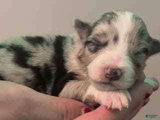 Australian Shepherd dogs Australian Shepherd Puppy 10 - Ad 29