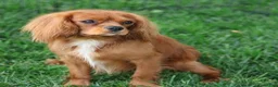 Cavalier King Charles Spaniel dogs for sale: Chai - Ad 7
