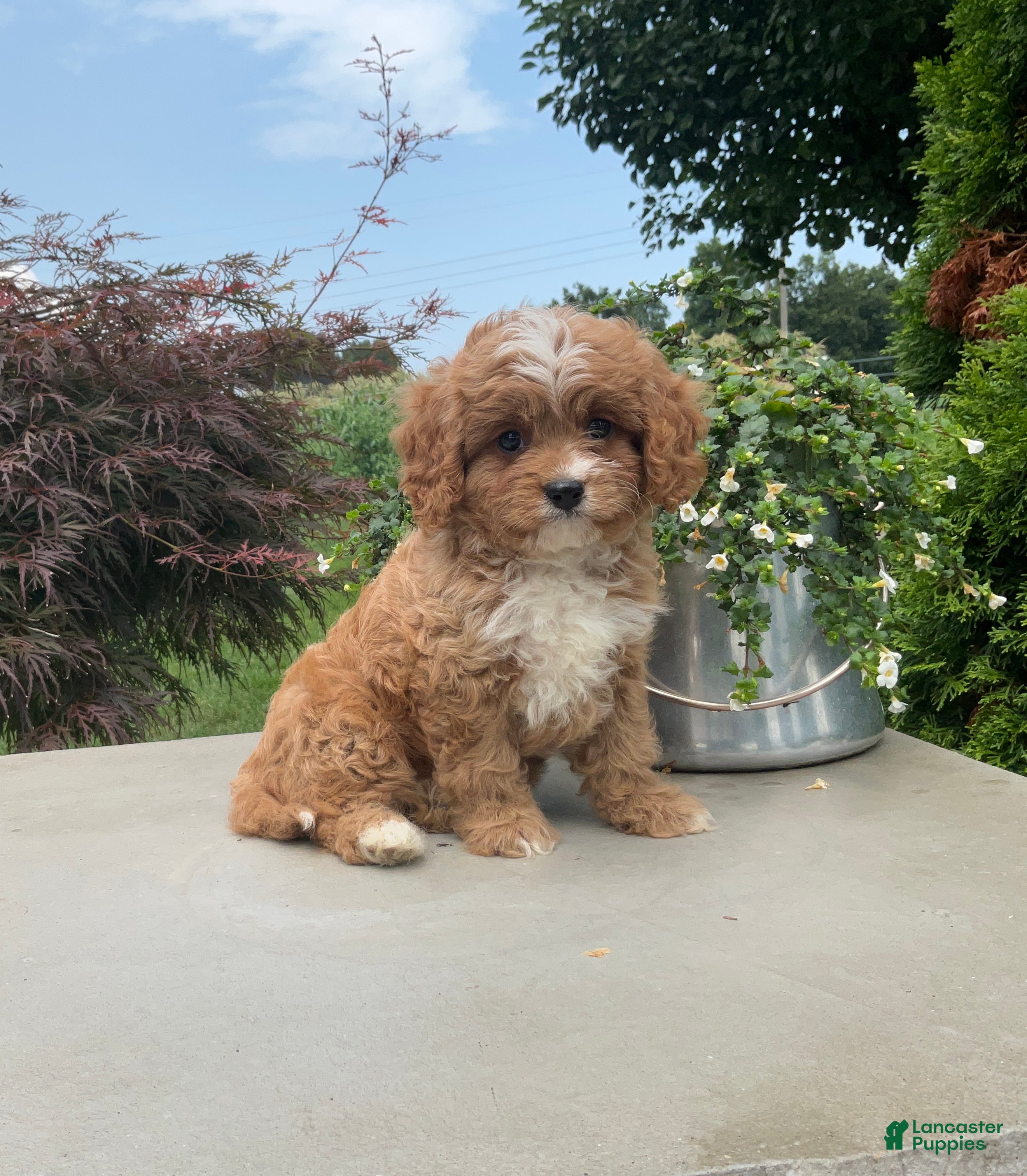 Cavapoo dogs Andy - Ad 1