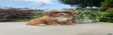 Andy