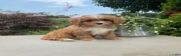 Cavapoo dogs for sale: Andy - Ad 1
