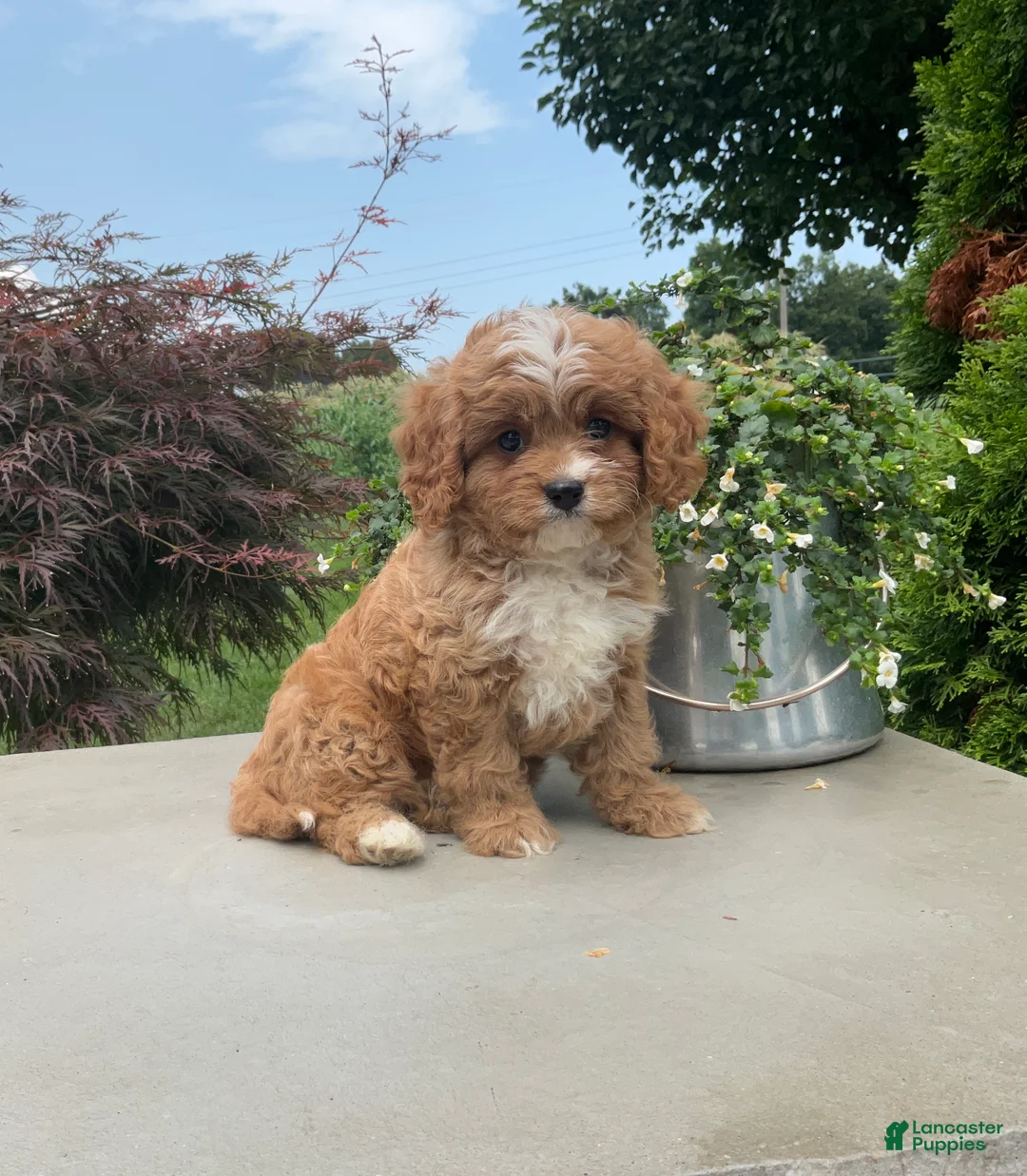 Cavapoo dogs for sale: Andy - Ad 1