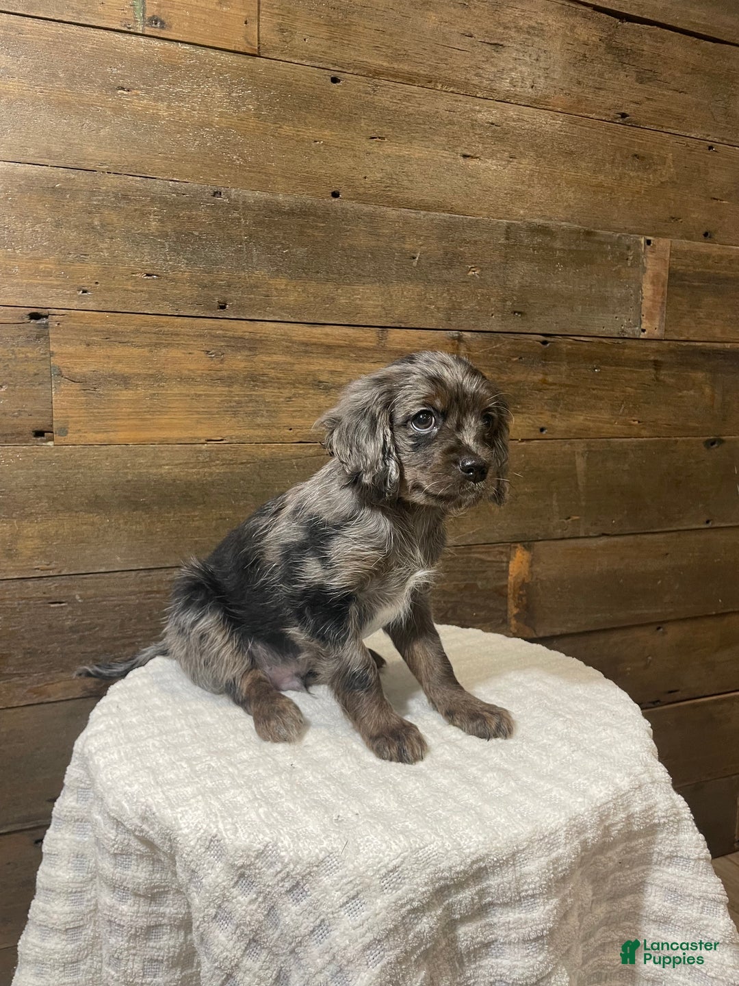 Cavapoo dogs for sale: Blaze - Ad 1