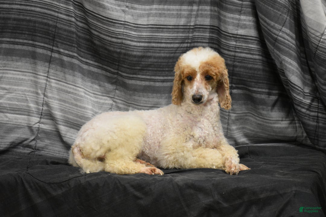 Miniature Poodle dogs for sale: Zanna - Ad 12