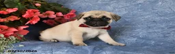 Pug dogs for sale: Brady - Ad 4