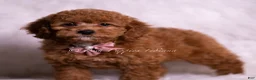 Mini Goldendoodle dogs for sale: Bling Bling - Ad 1