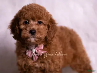 Mini Goldendoodle dogs Bling Bling - Ad 6