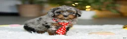 Cavapoo dogs for sale: Carter - Ad 5