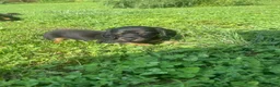 Miniature Dachshund dogs for sale: Leo  - Ad 3