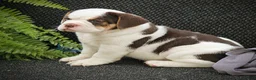 Beabull dogs for sale: Brittany - Ad 3