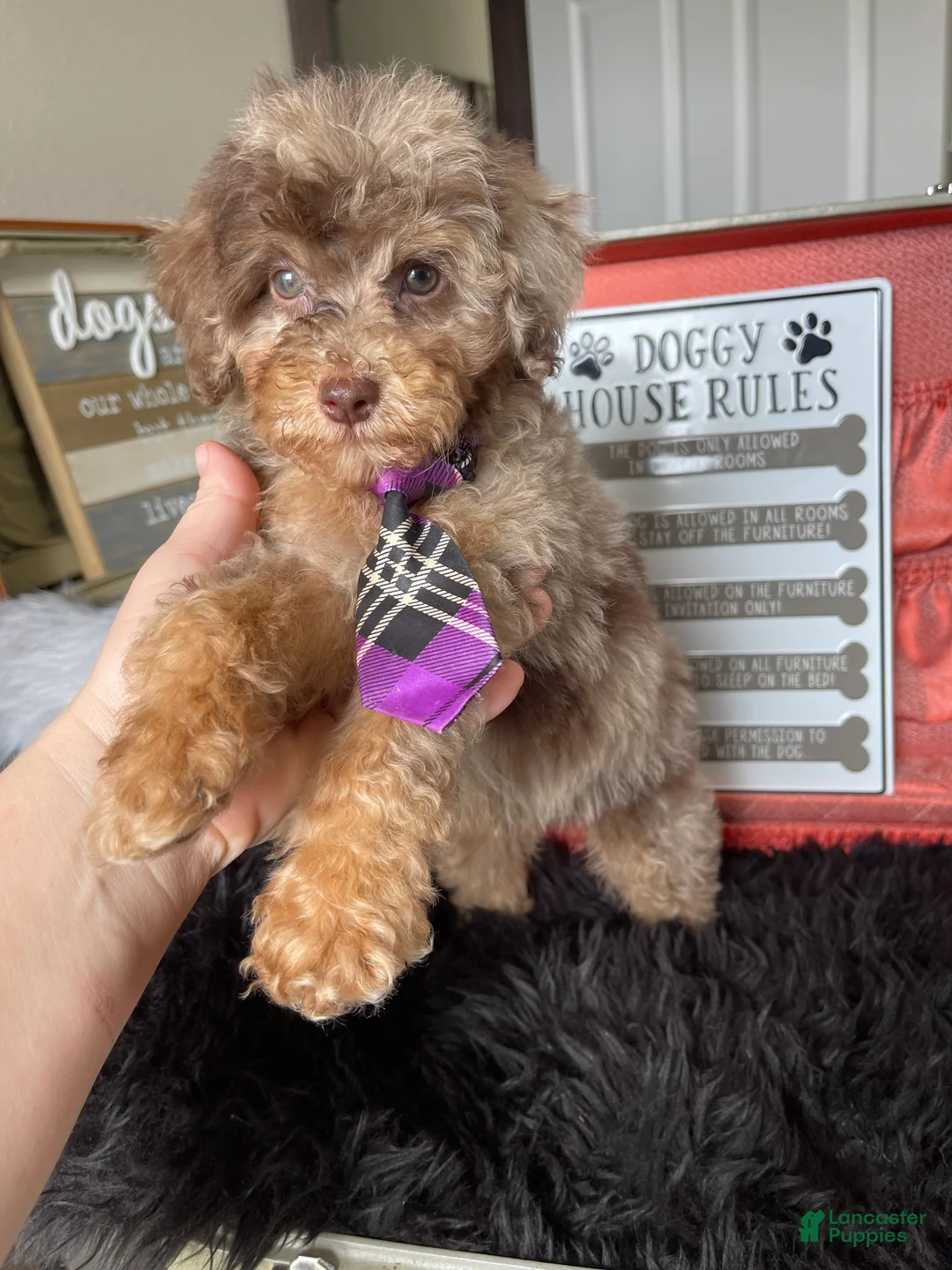 Miniature Poodle dogs for sale: Akc Clear Chocolate Merle Phantom Boy  - Ad 10