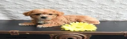 Mixed Breed dogs for sale: Kathy - Ad 1