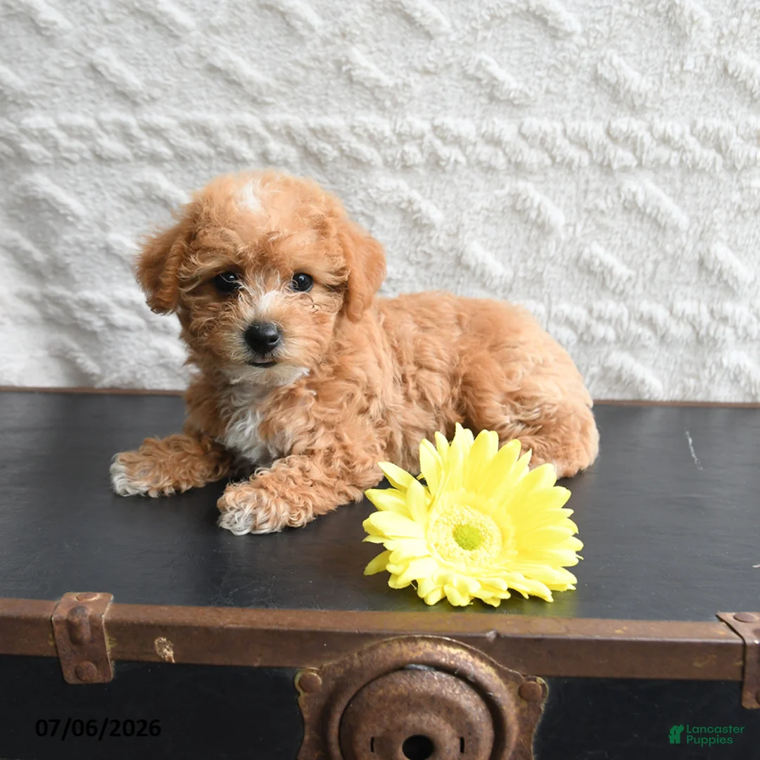 Mixed Breed dogs for sale: Kathy - Ad 1