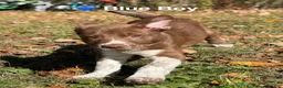 Mixed Breed dogs for sale: Blue - Ad 2