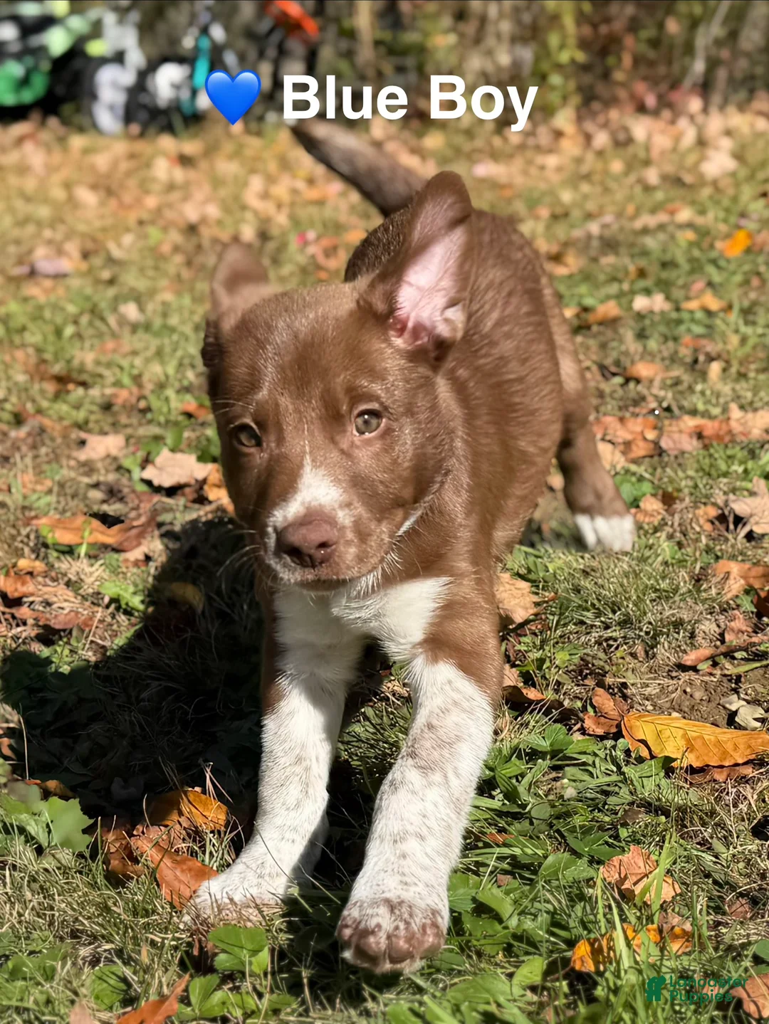 Mixed Breed dogs for sale: Blue - Ad 2