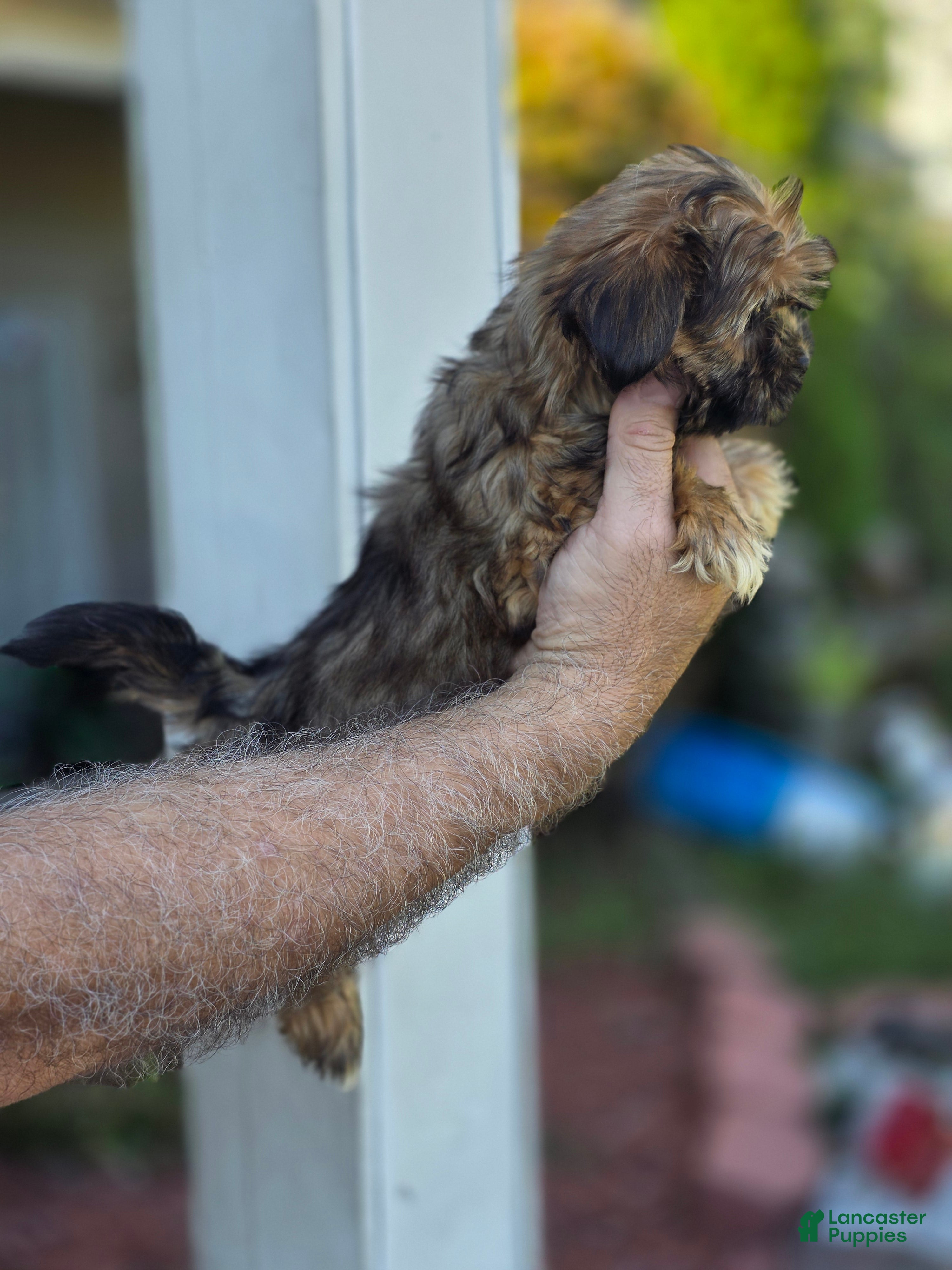 Shorkie dogs Sissy  - Ad 2