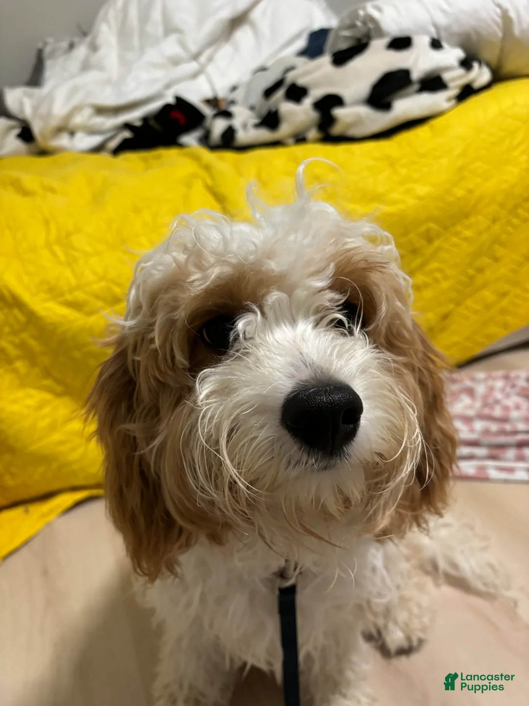 Gallery Image {{count}}