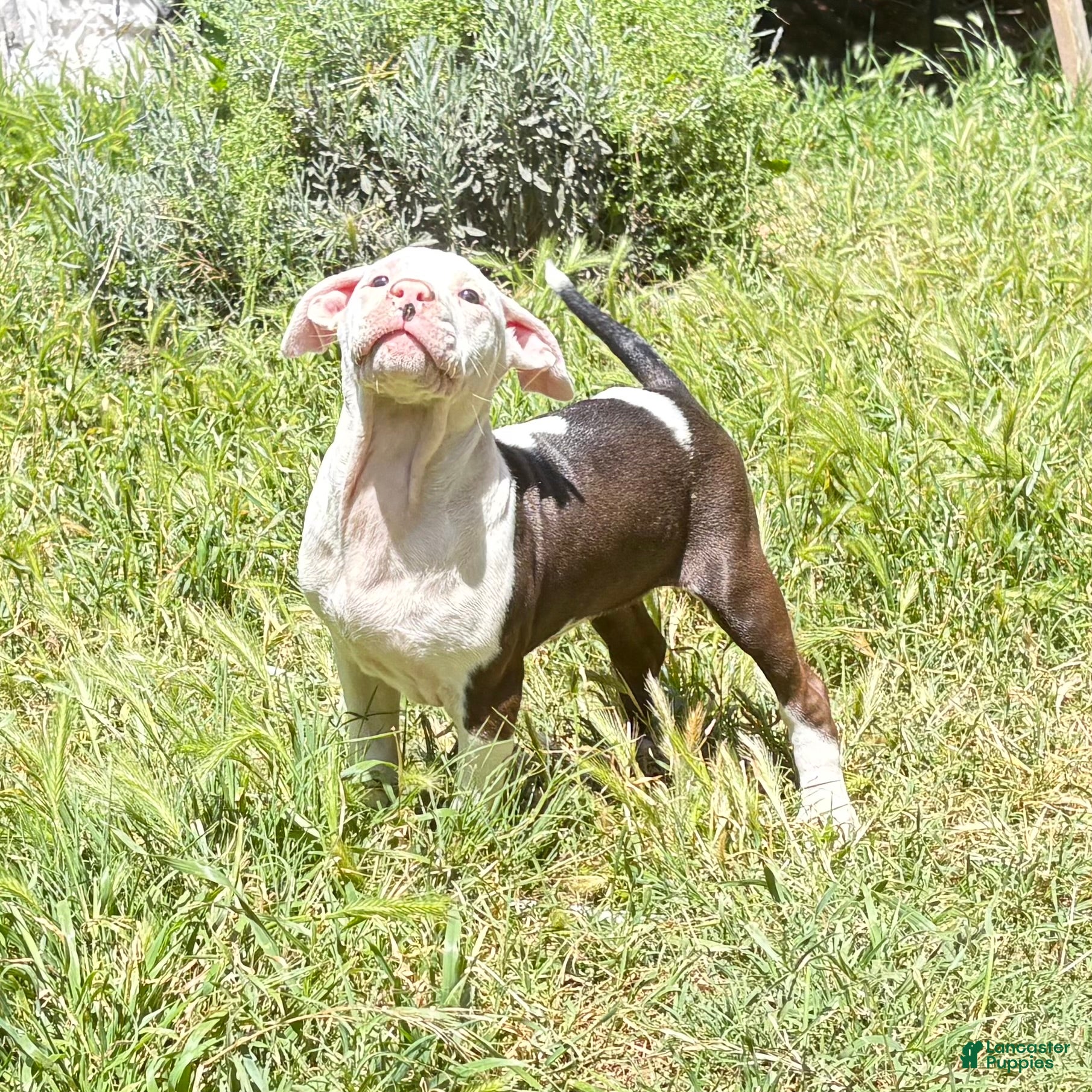 Mixed Breed dogs “Alice” - Ad 33