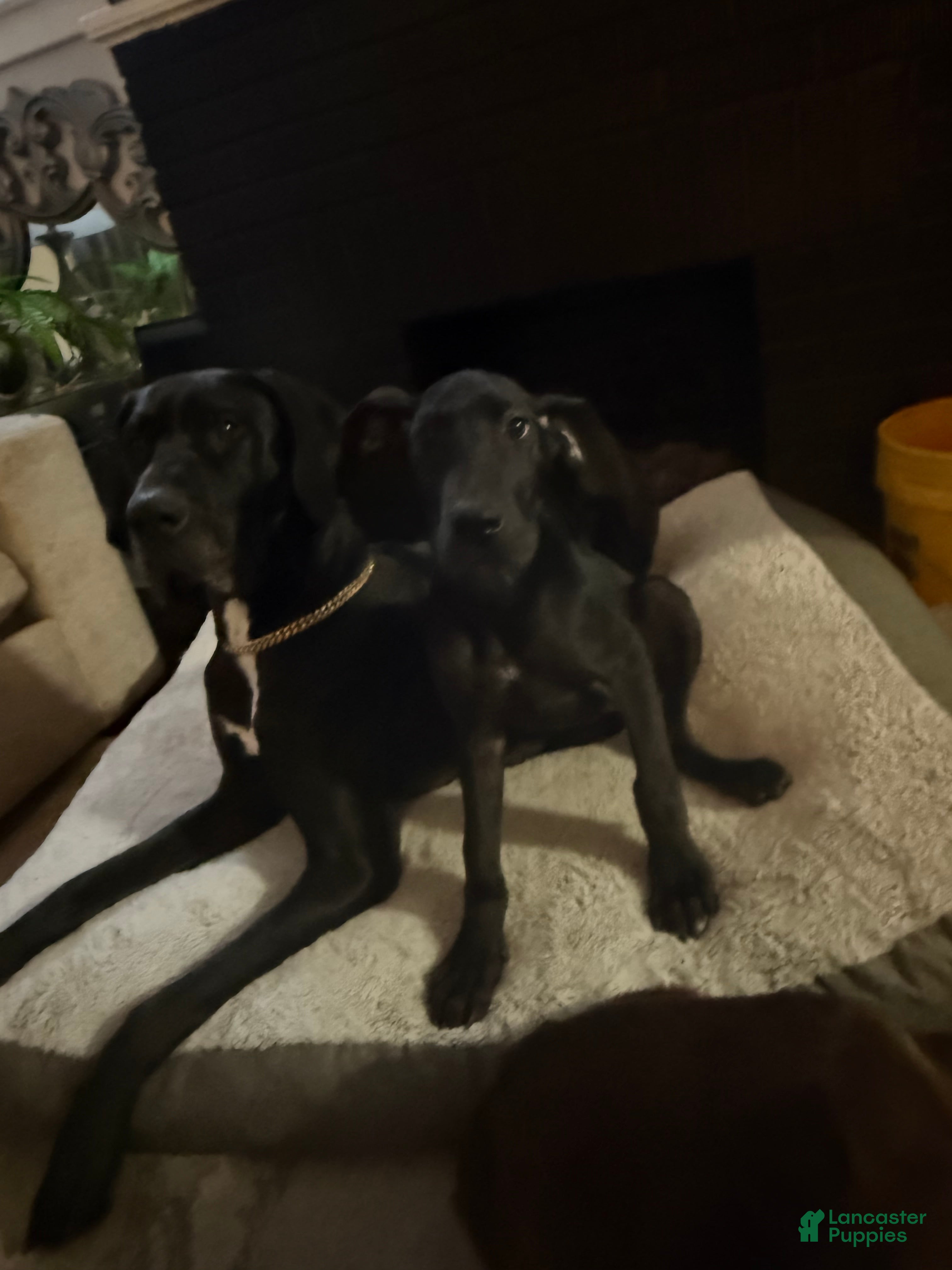 Great Dane dogs Stormi  - Ad 12