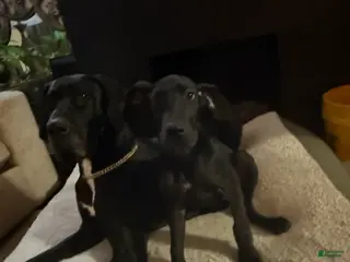 Great Dane dogs Stormi - Ad 12