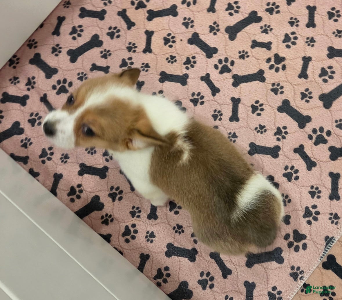 Mixed Breed dogs Female 1 - Ad 2