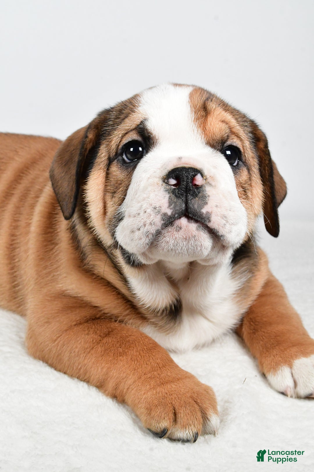 Beabull dogs for sale: Millie - Ad 4