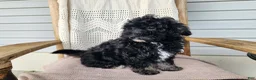 Mini Bernedoodle dogs for sale: Mia - Ad 7